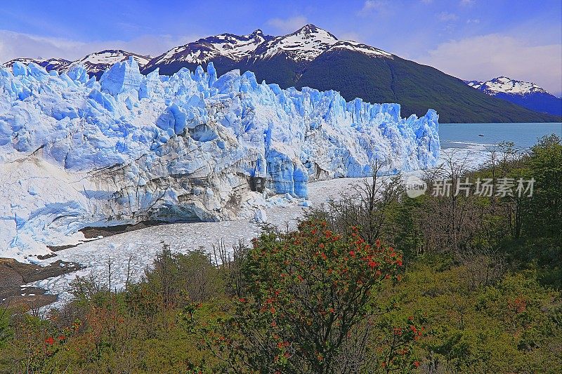 莫雷诺冰川和红色野花，阿根廷湖- El Calafate，巴塔哥尼亚